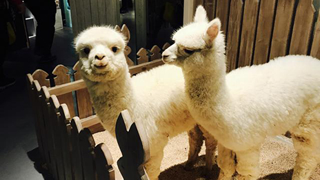 家居賣場開動物樂園，羊駝、土撥鼠等600只動物齊聚